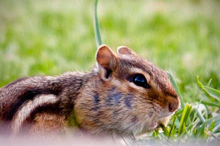 6-1-11_Chipmunk