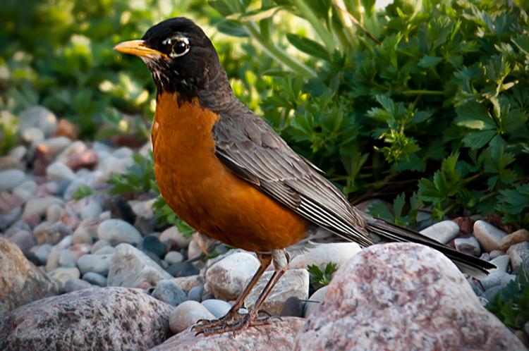 6-1-11_Robin_2