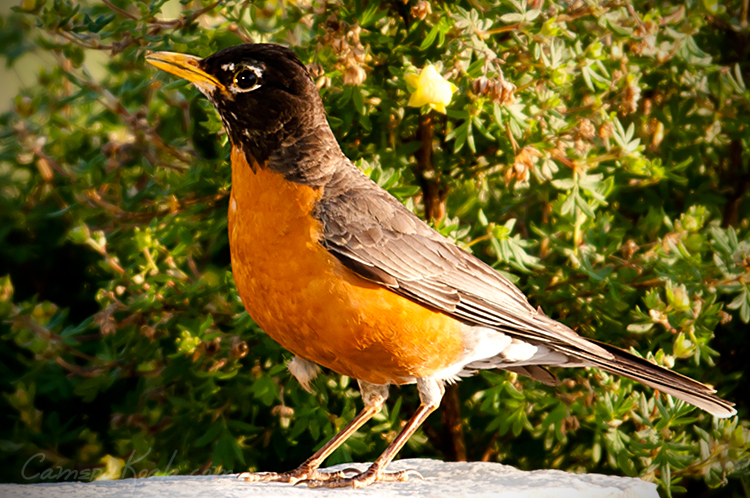 6-1-11_Robin_3