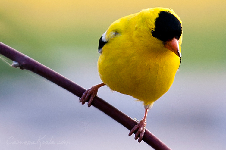 6-1-11_Yellow_Finch