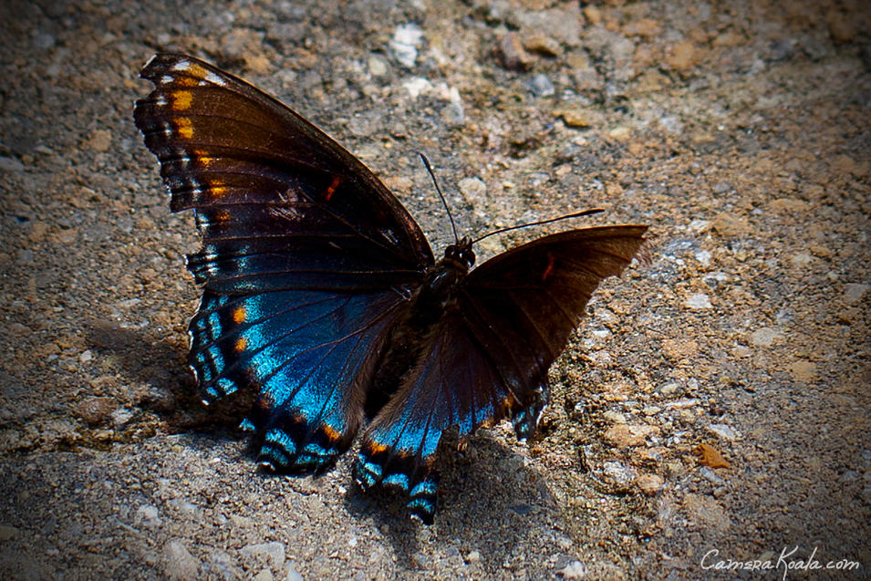 8-13-11_Broken_Butterfly