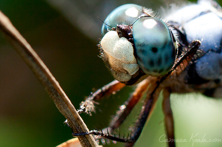 8-7-11_Dragonfly_4