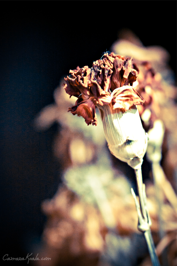 2-2-12_Flower