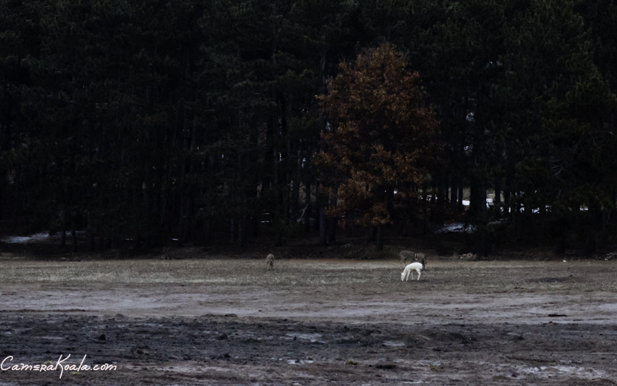 _3-1-12_Albino_Deer