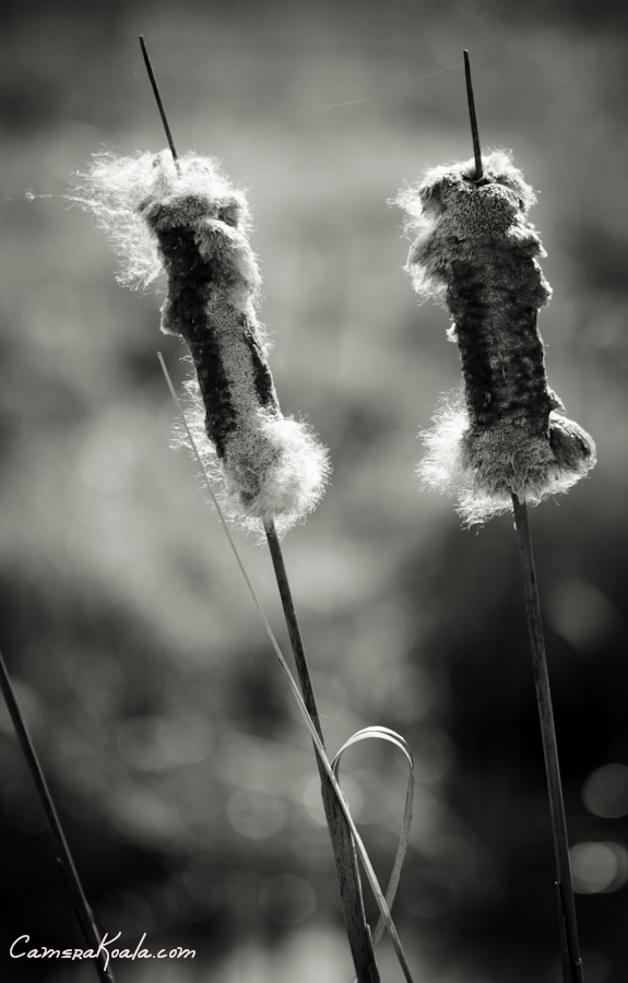 _3-24-12_Reeds_2