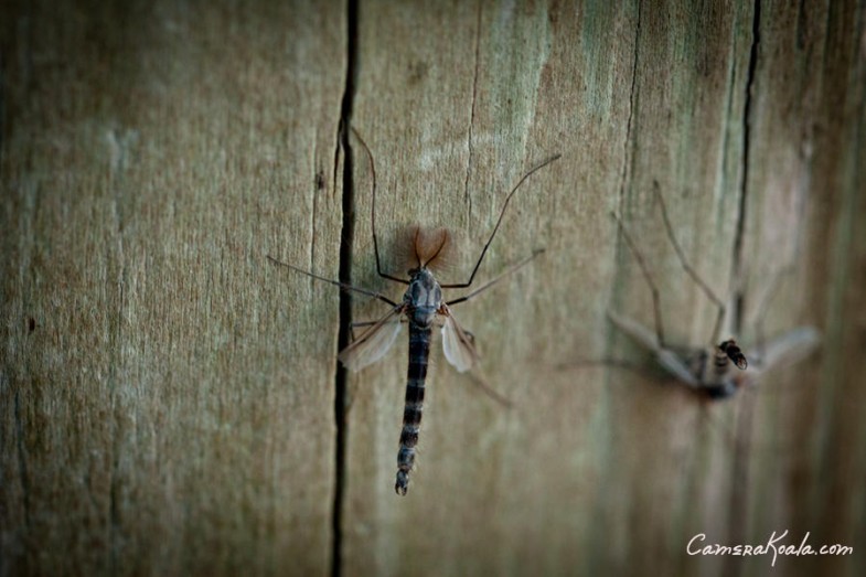 5-3-12_Lake_Flies-1033