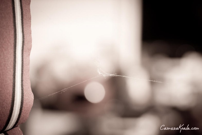 cobweb_5-19-12