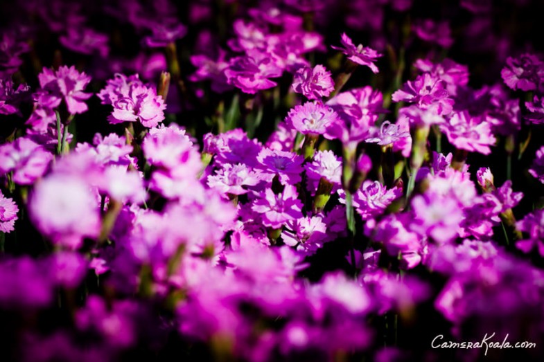 flowers_5-14-12