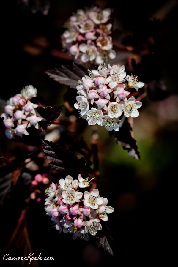 flowers_5-18-12