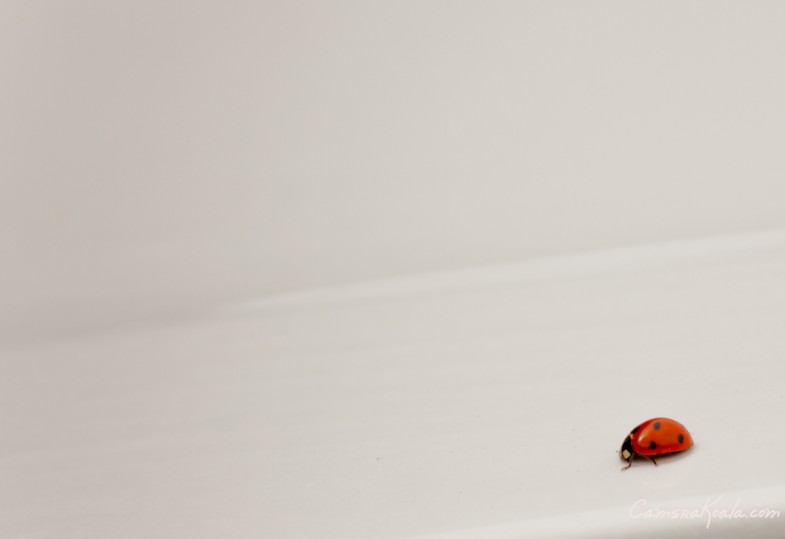 2-26_ladybug